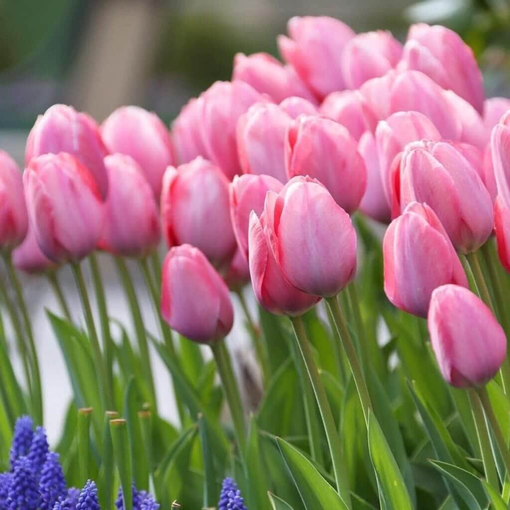 Tips for Using Daffodils as Cut Flowers - Longfield Gardens