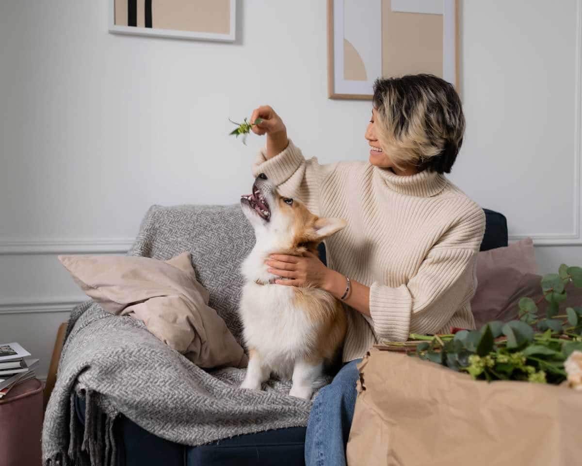How to Bring DIY Enrichment Into Your Dog's Life