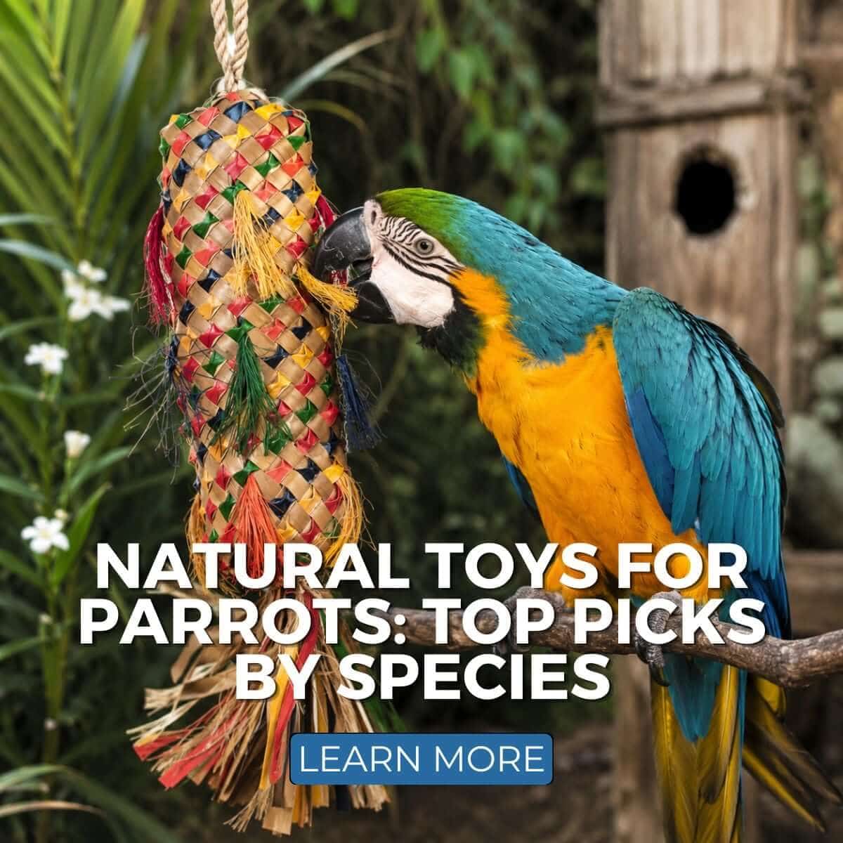 Natural Toys for Parrots: Top Picks by Species