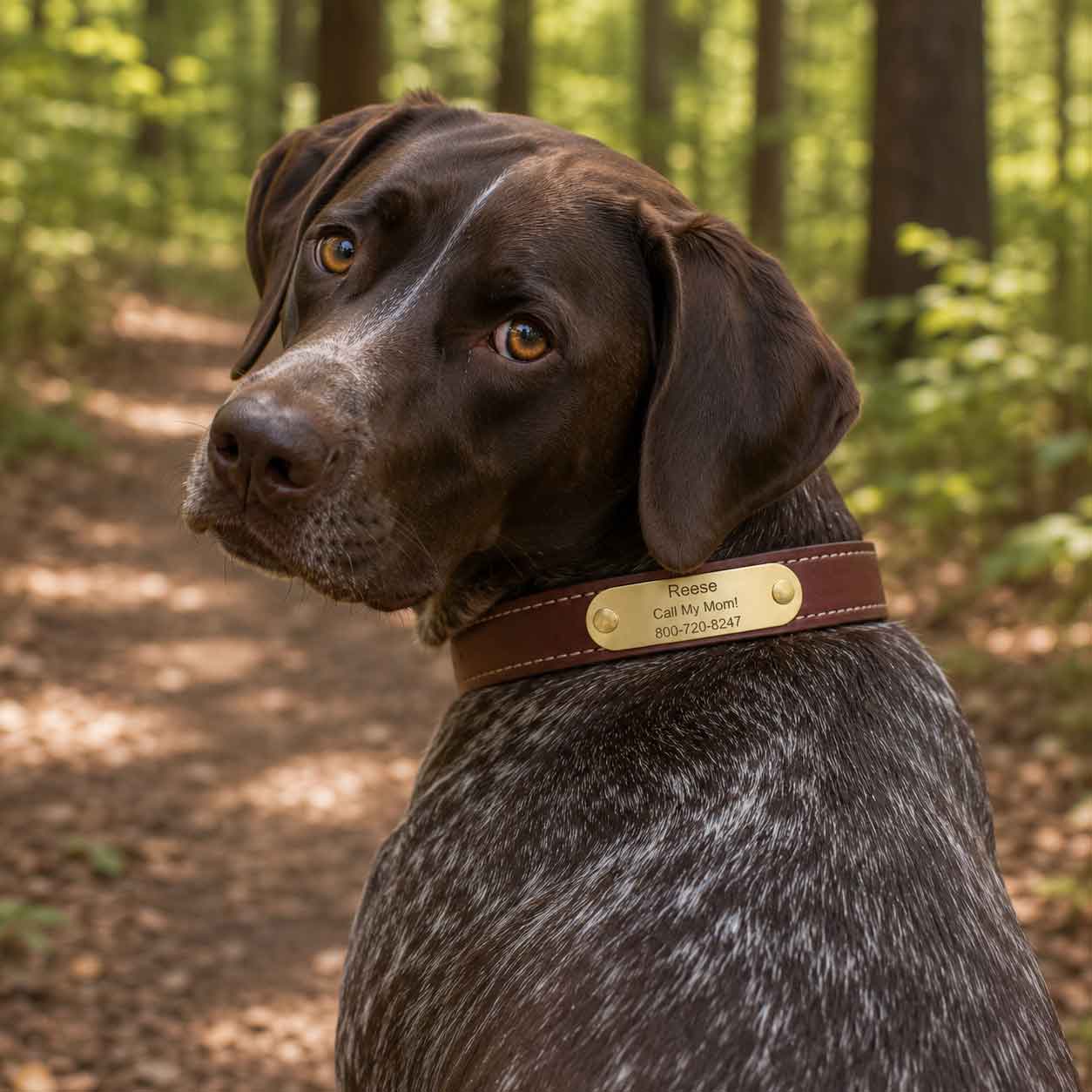 German Shorthaired Pointer Wearing English Bridle Leather Dog Collar with Engraved Brass Name Plate