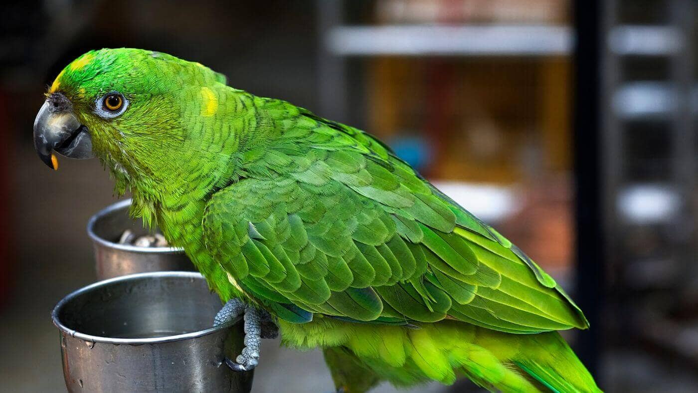 Creative Ways to Incorporate Spices into Your Parrot's Diet