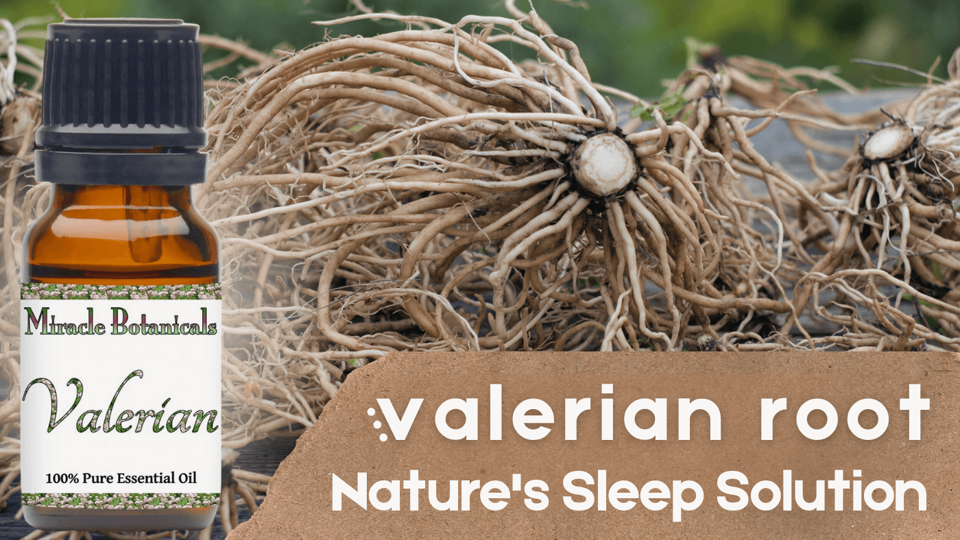 Valerian essential oil by Miracle Botanicals for natural sleep and relaxation