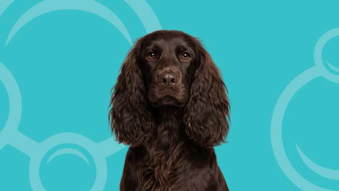 Field Spaniel Temperament