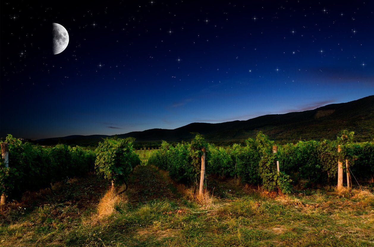 Biodynamic Wines Explained: What They Are & Why They Taste Better