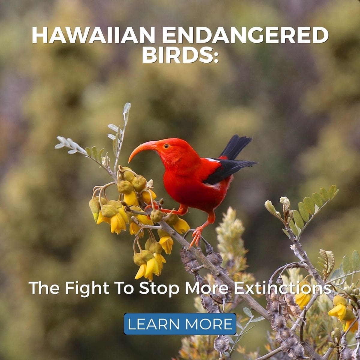 Hawaiian Endangered Birds: The Fight To Stop More Extinctions