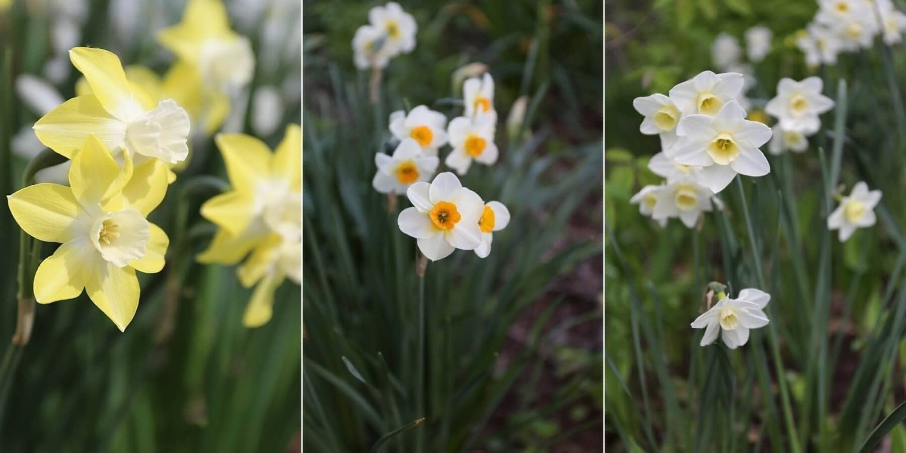 Best Daffodils for the South - Longfield Gardens