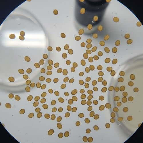 Microscopy