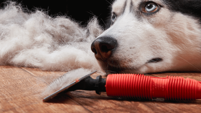 brush burn in dogs