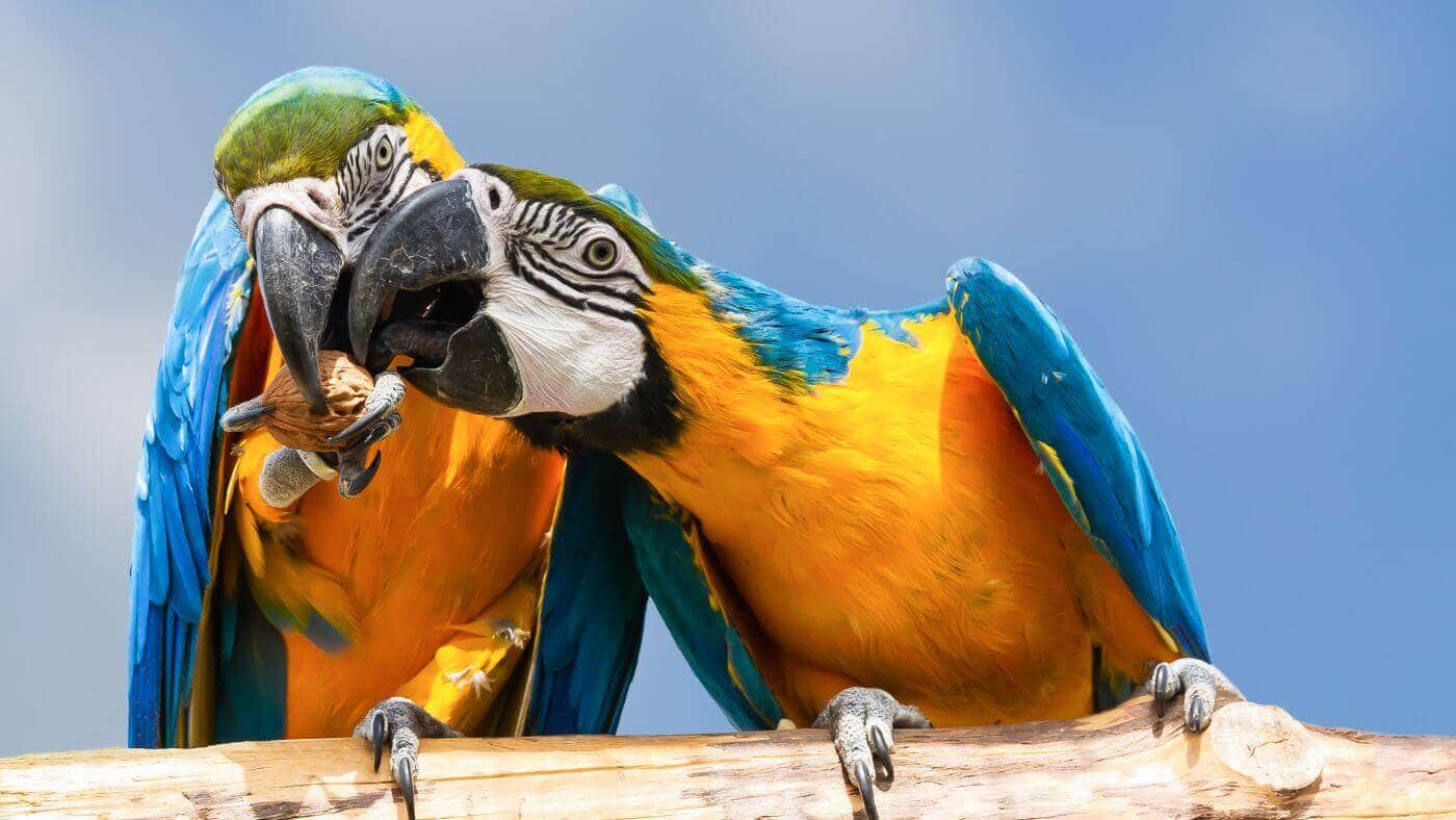Macaws Sharing a Walnut