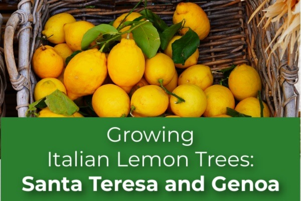 Growing an Italian Lemon Tree: Santa Teresa and Genoa