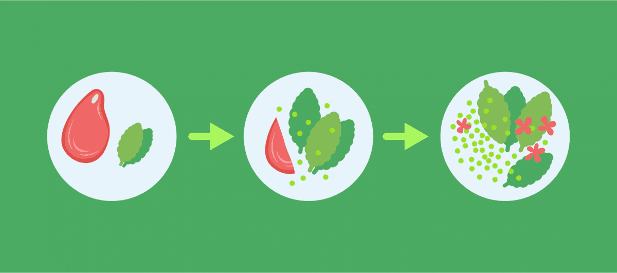 Your Guide to Going Vegan