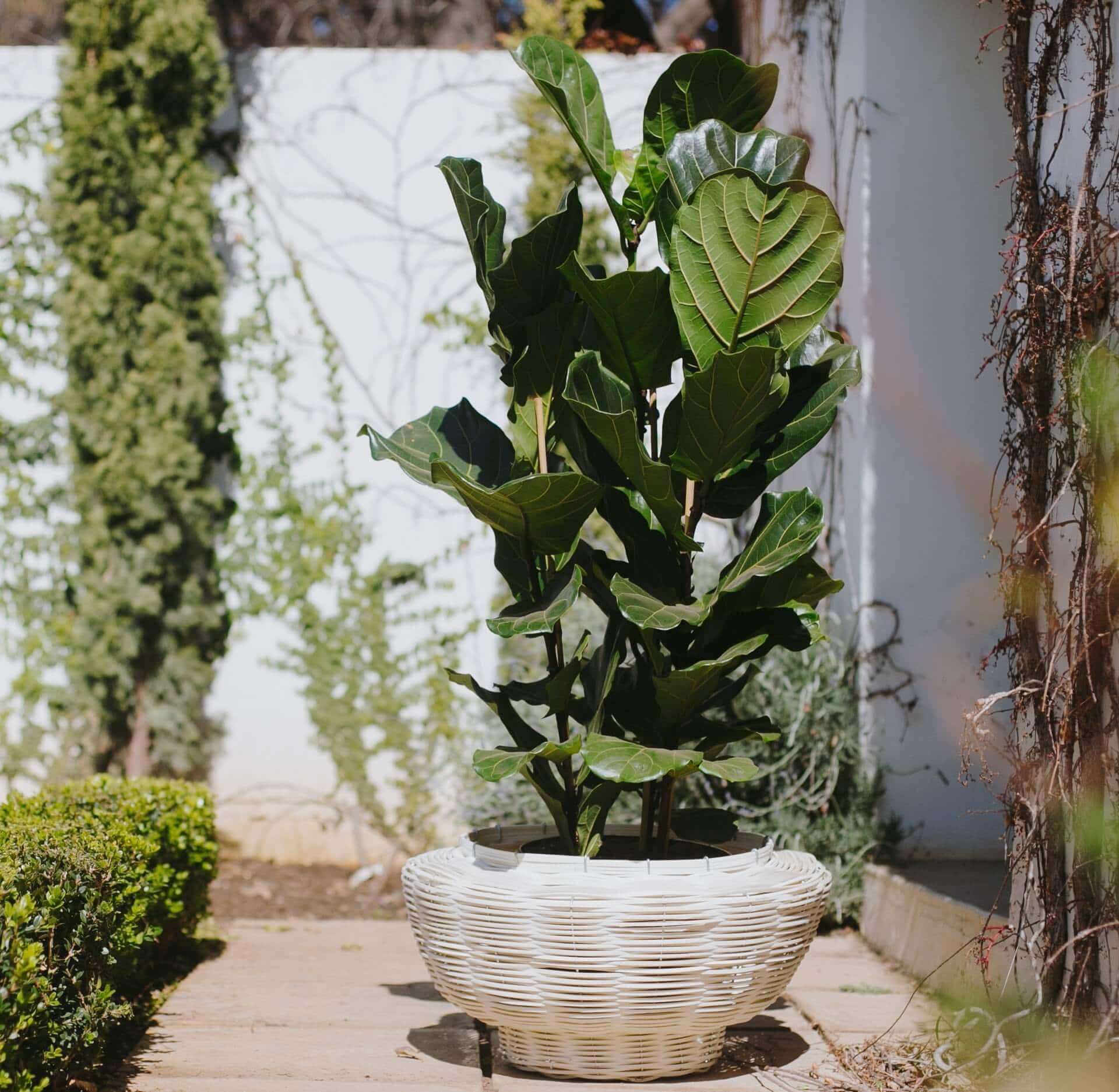 Breathing Easy: How Clean Air Begins With Conscious Choices