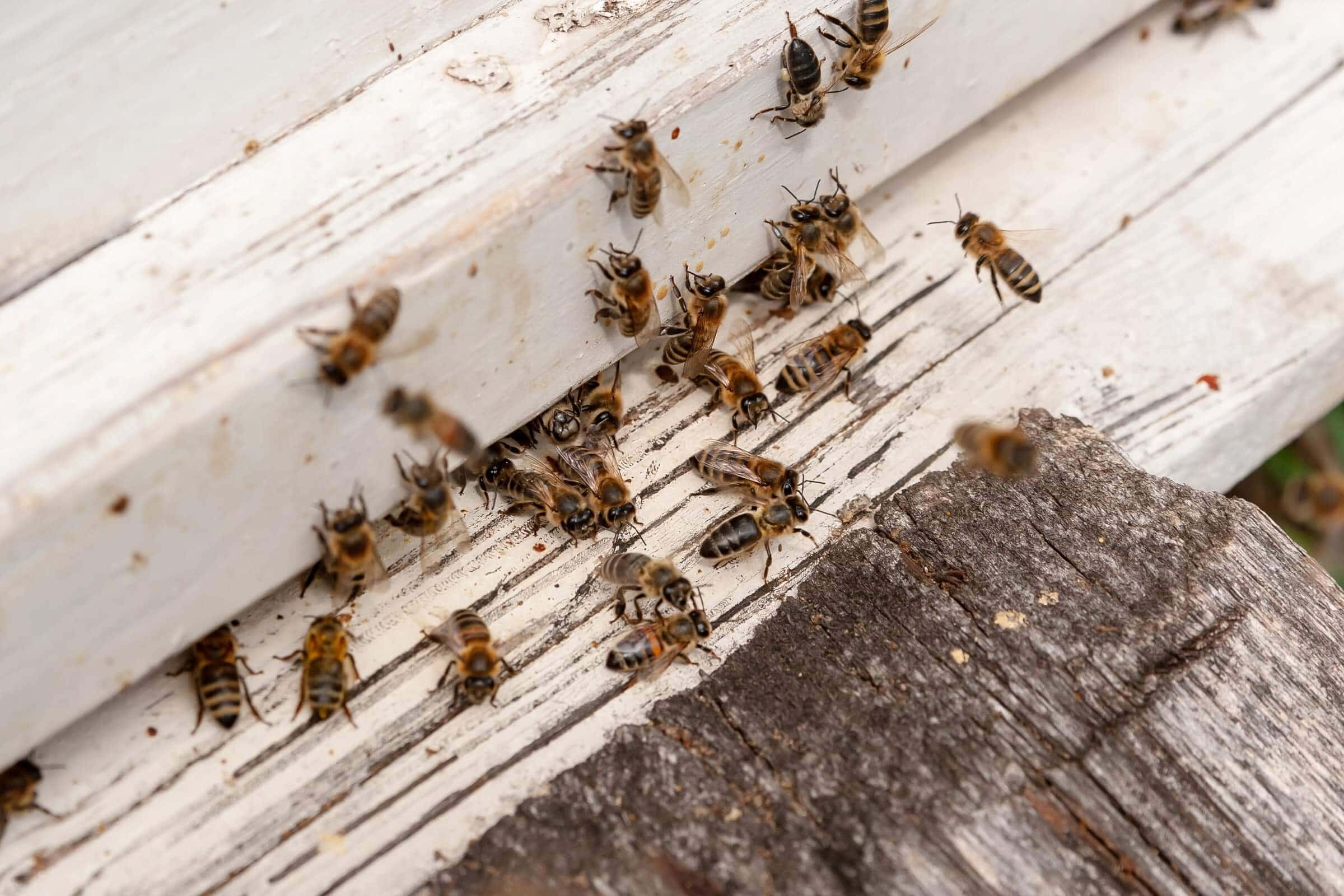 The Wonderful World of Cordovan Honey Bees