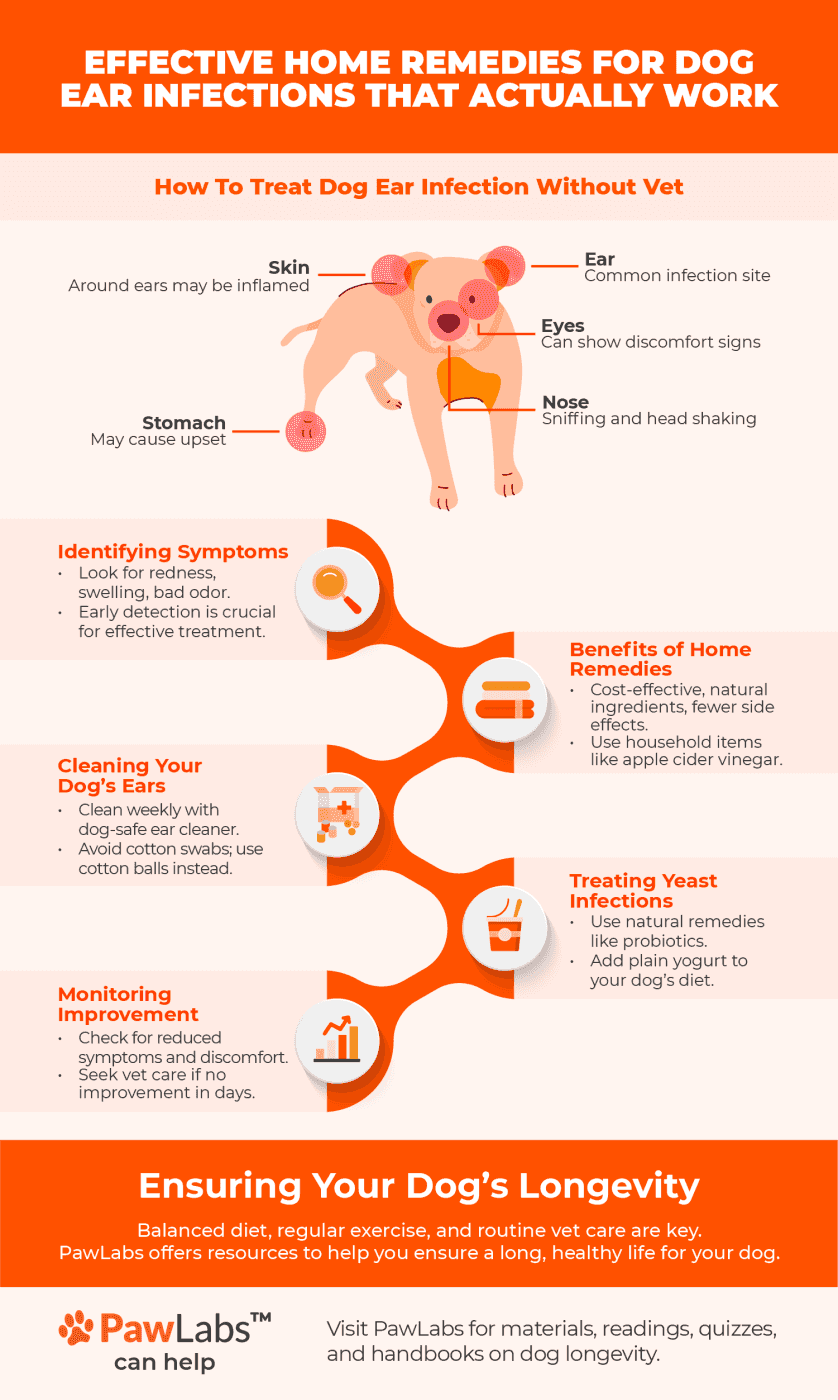 dog ear infection infographics