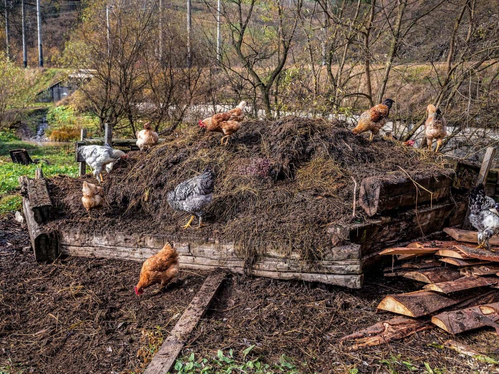 backyard projects with chickens