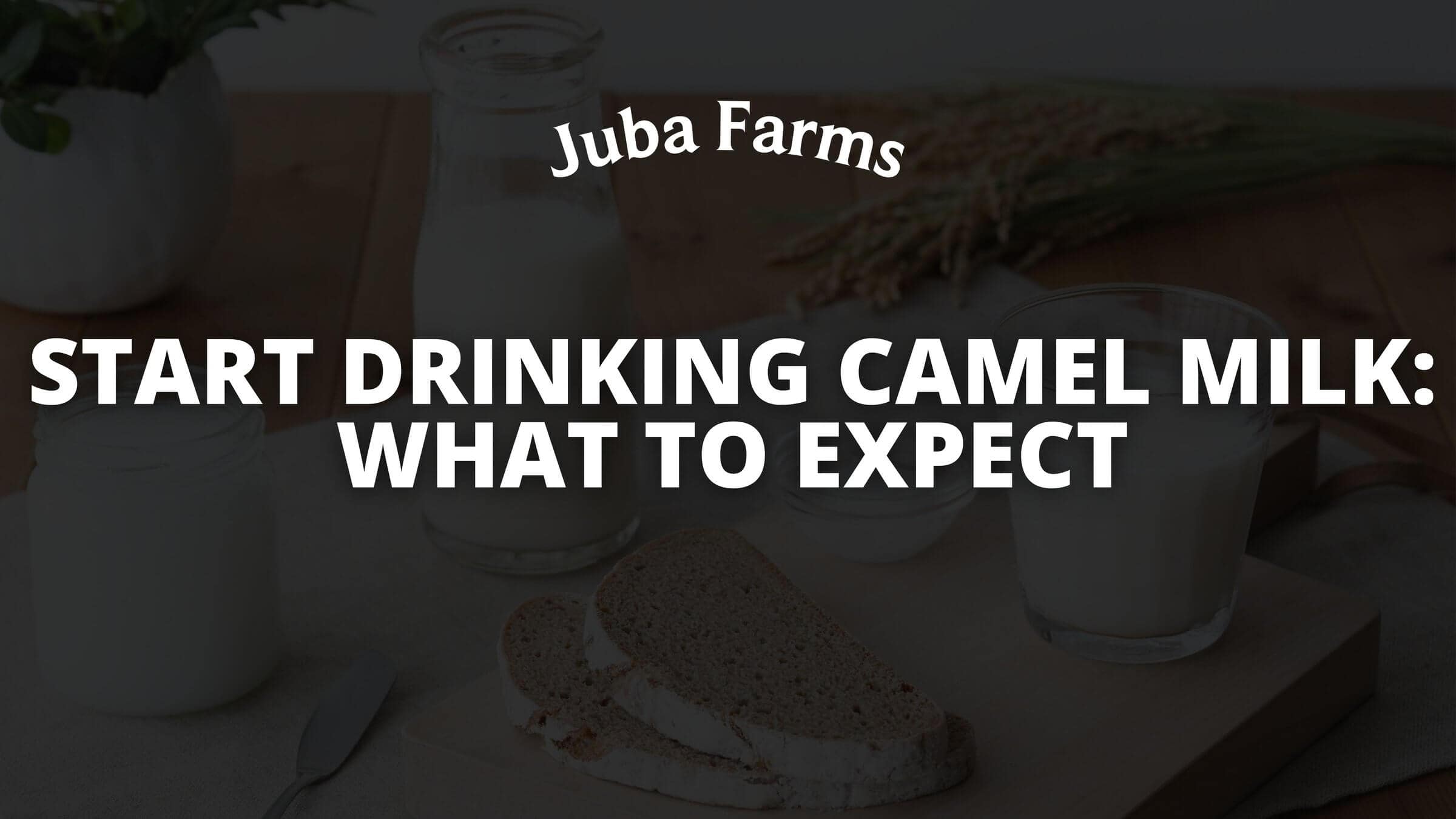 Start Drinking Camel Milk: What to Expect