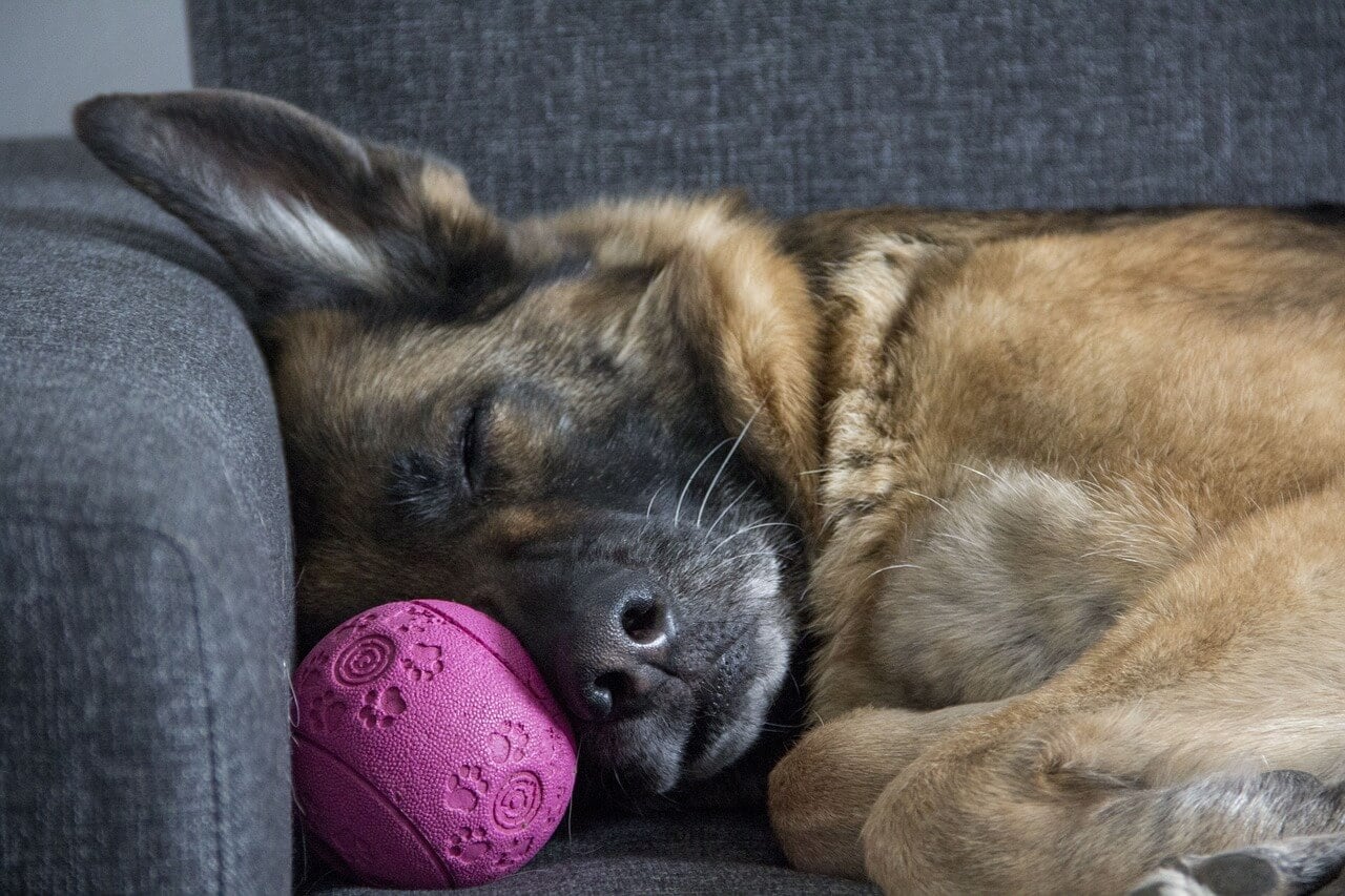 Why Do Dogs Bark in Their Sleep? Find Out Now!