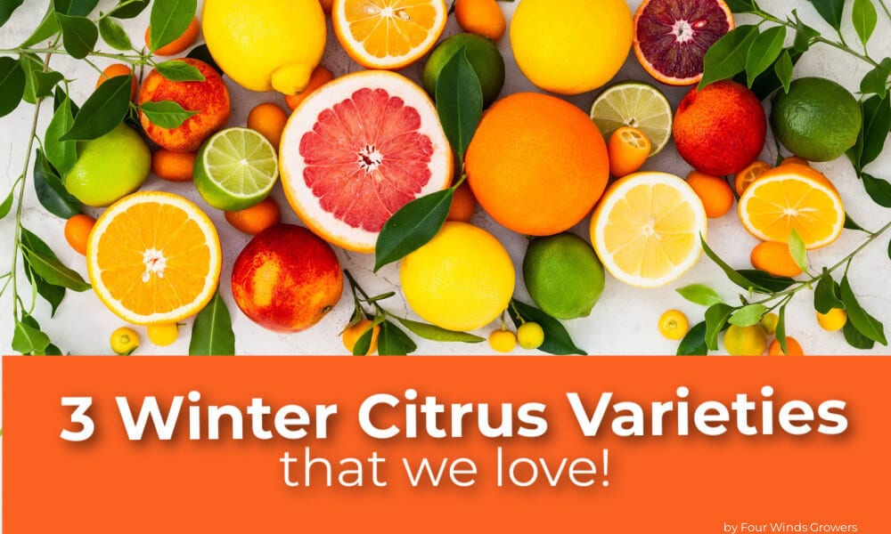 Our Top 3 Favorite Winter Citrus Varieties