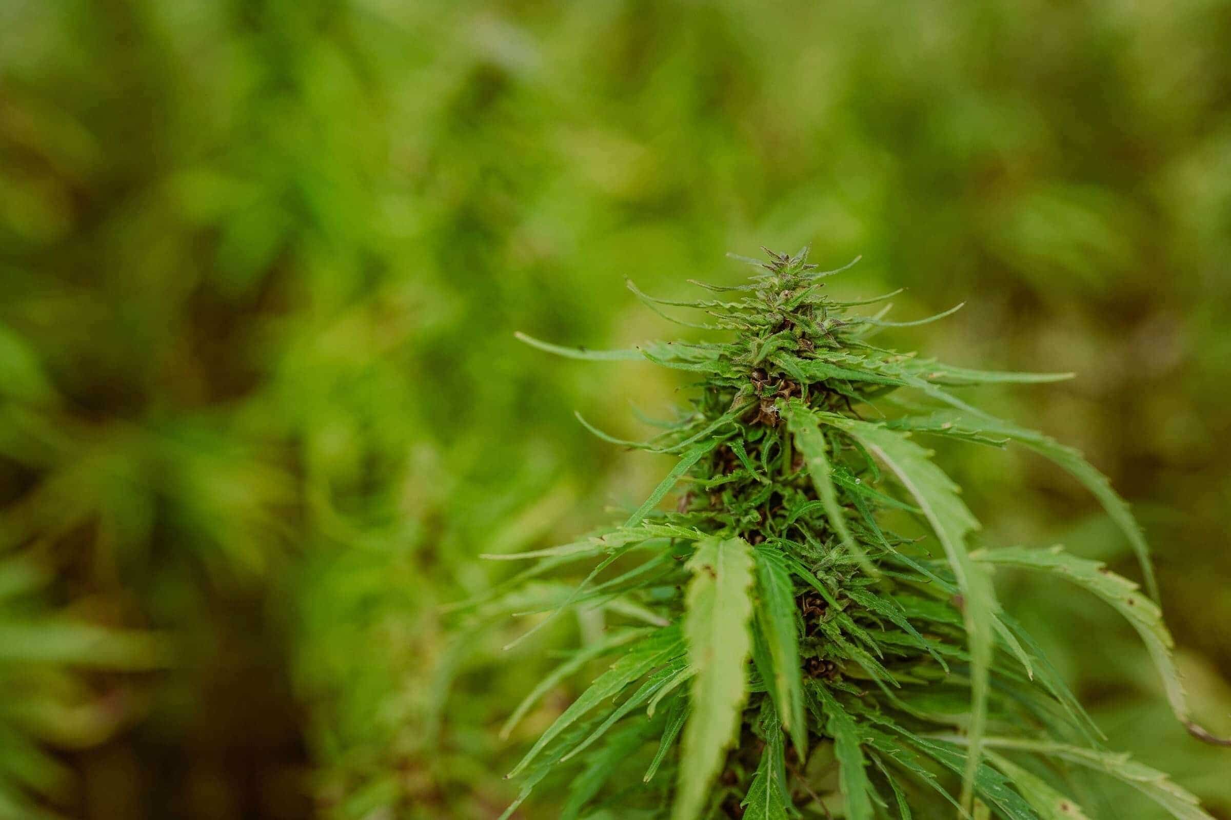 Close-up of a young hemp plant's flowering top against a blurred green field