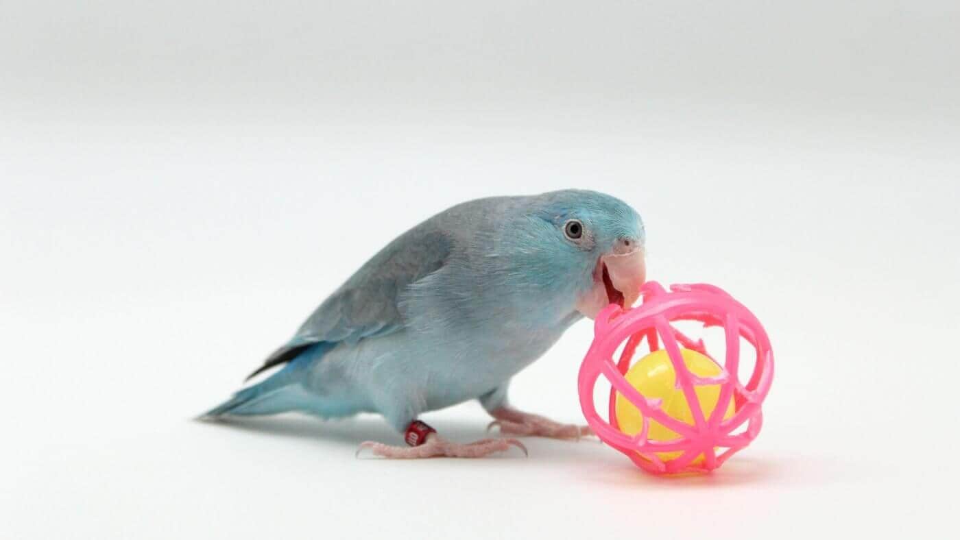 Parrotlet with a Toy
