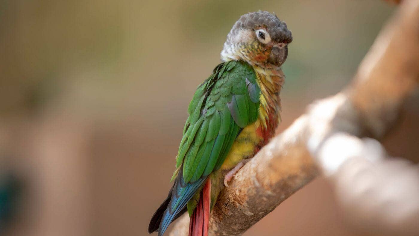 Green Cheeked Conure