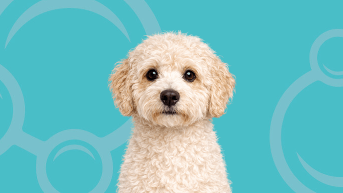 Mini Labradoodle Temperament