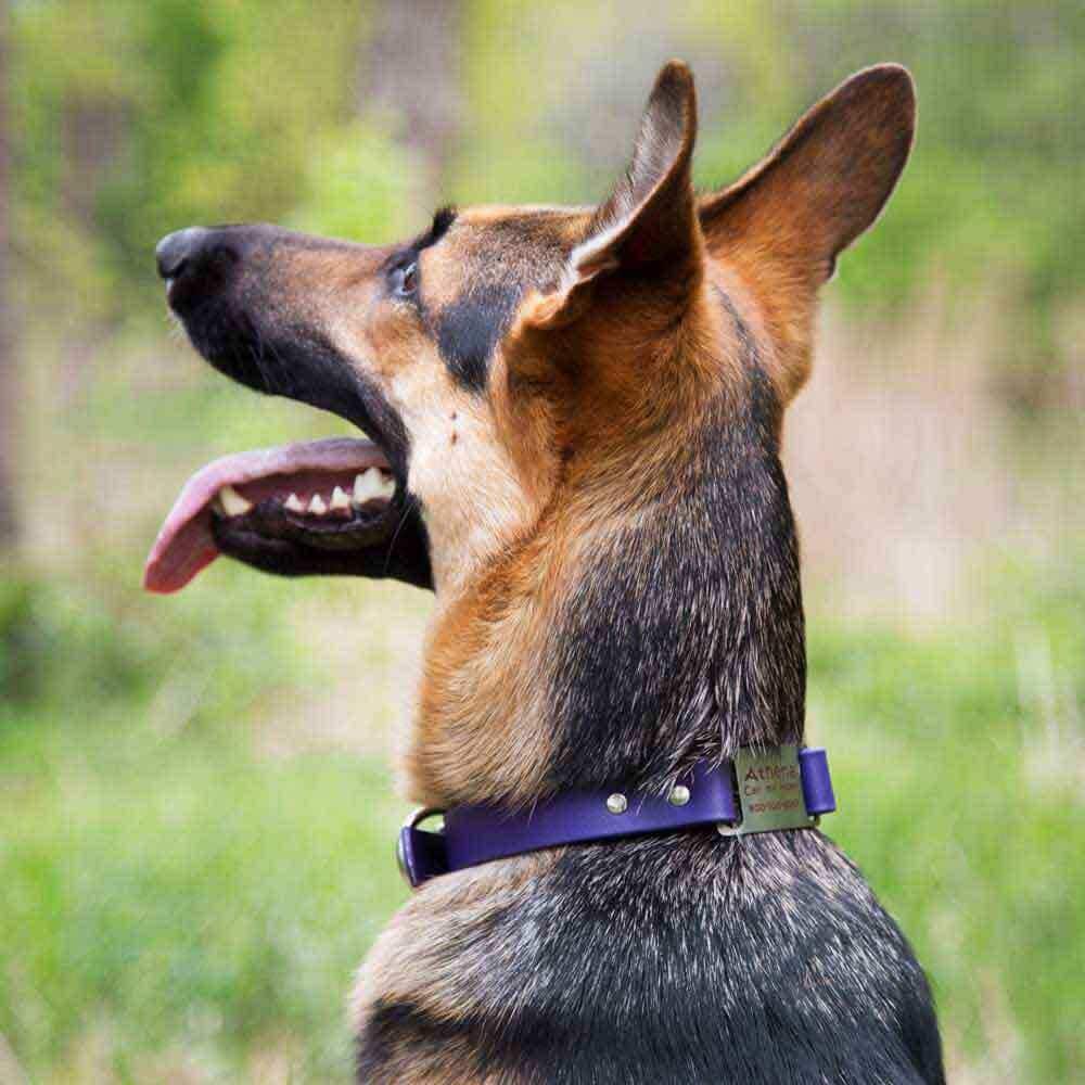 Purple waterproof ScruffTag Collar on German Shepherd