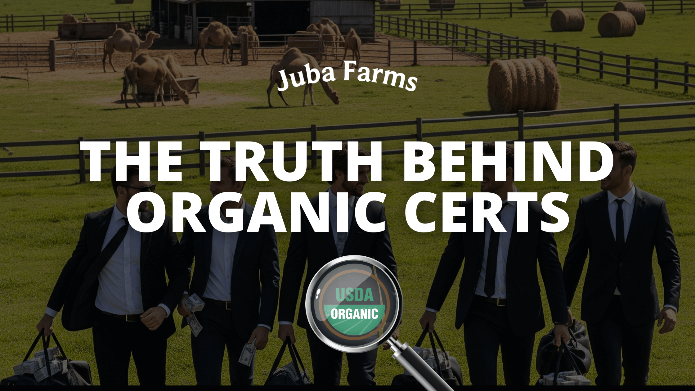 The Truth About Organic Camel Milk in America