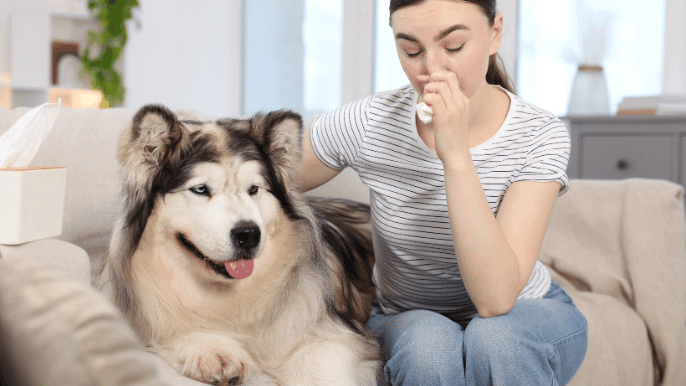 Hypoallergenic Dogs
