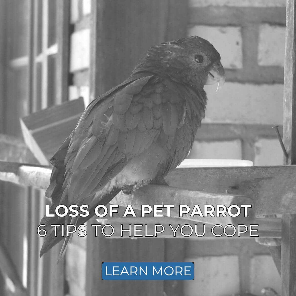 Loss Of A Pet Parrot: 6 Tips To Help You Cope