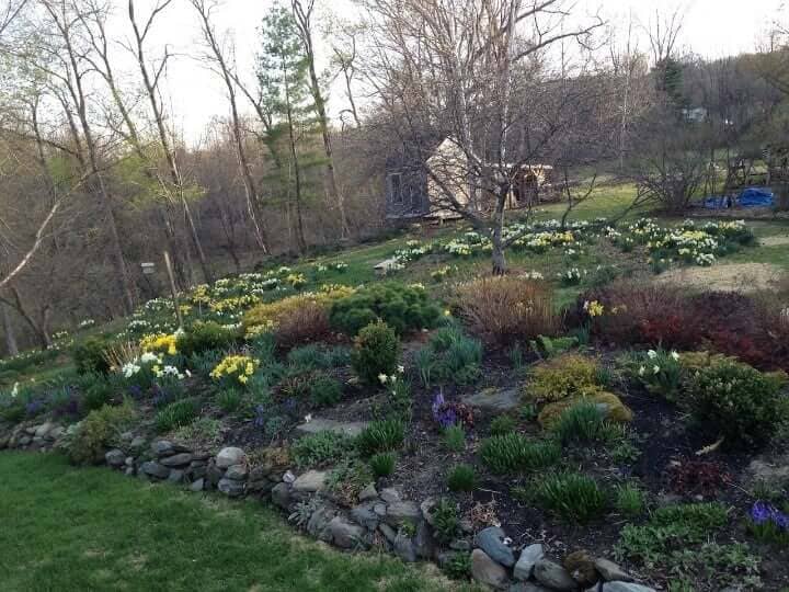 Spring daffodils naturalized in meadow