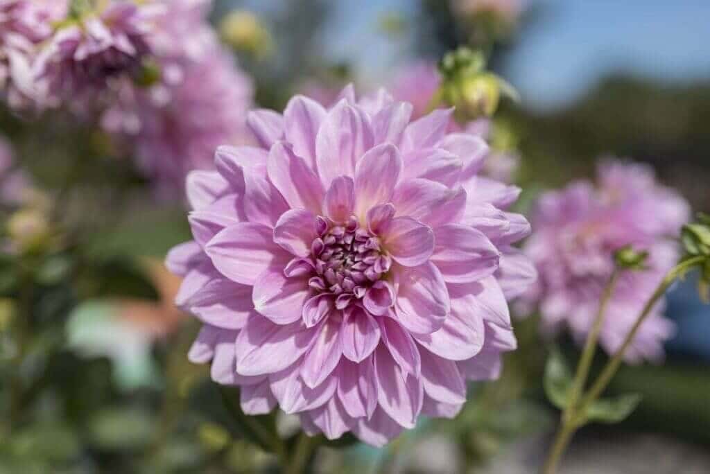 Growing Dahlias in Hot Weather - Longfield Gardens