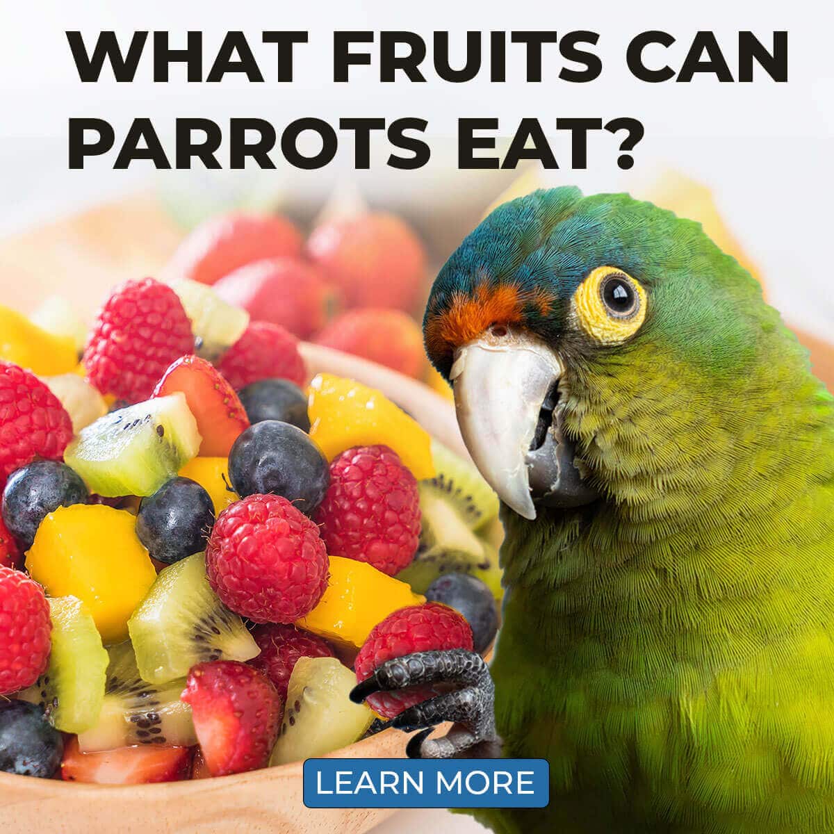 What Fruits Can Parrots Eat?