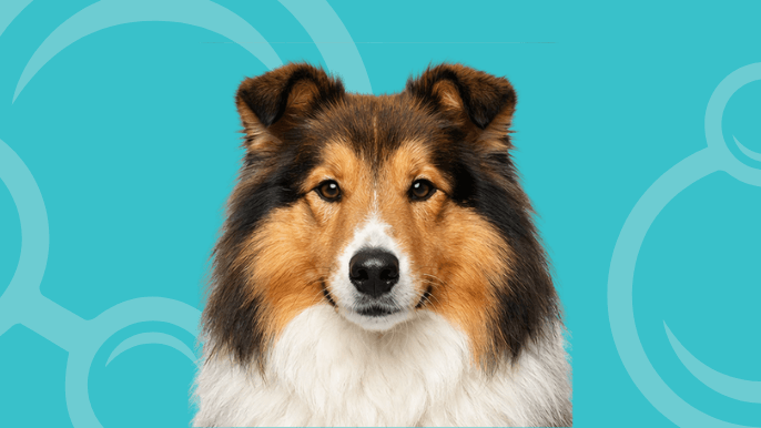 Rough Collie Temperament