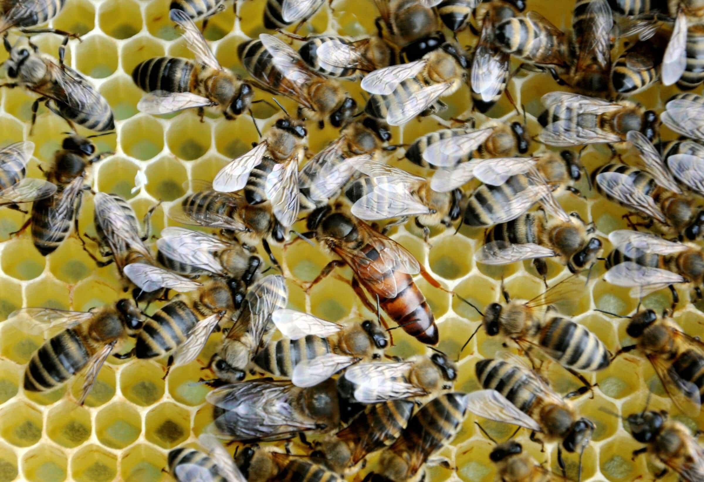 Beekeeper inspecting a honey bee frame during the requeening process