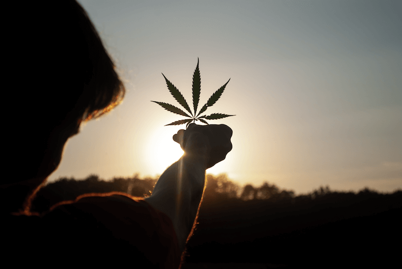 Silhouette of a person holding up a single hemp leaf against the setting sun