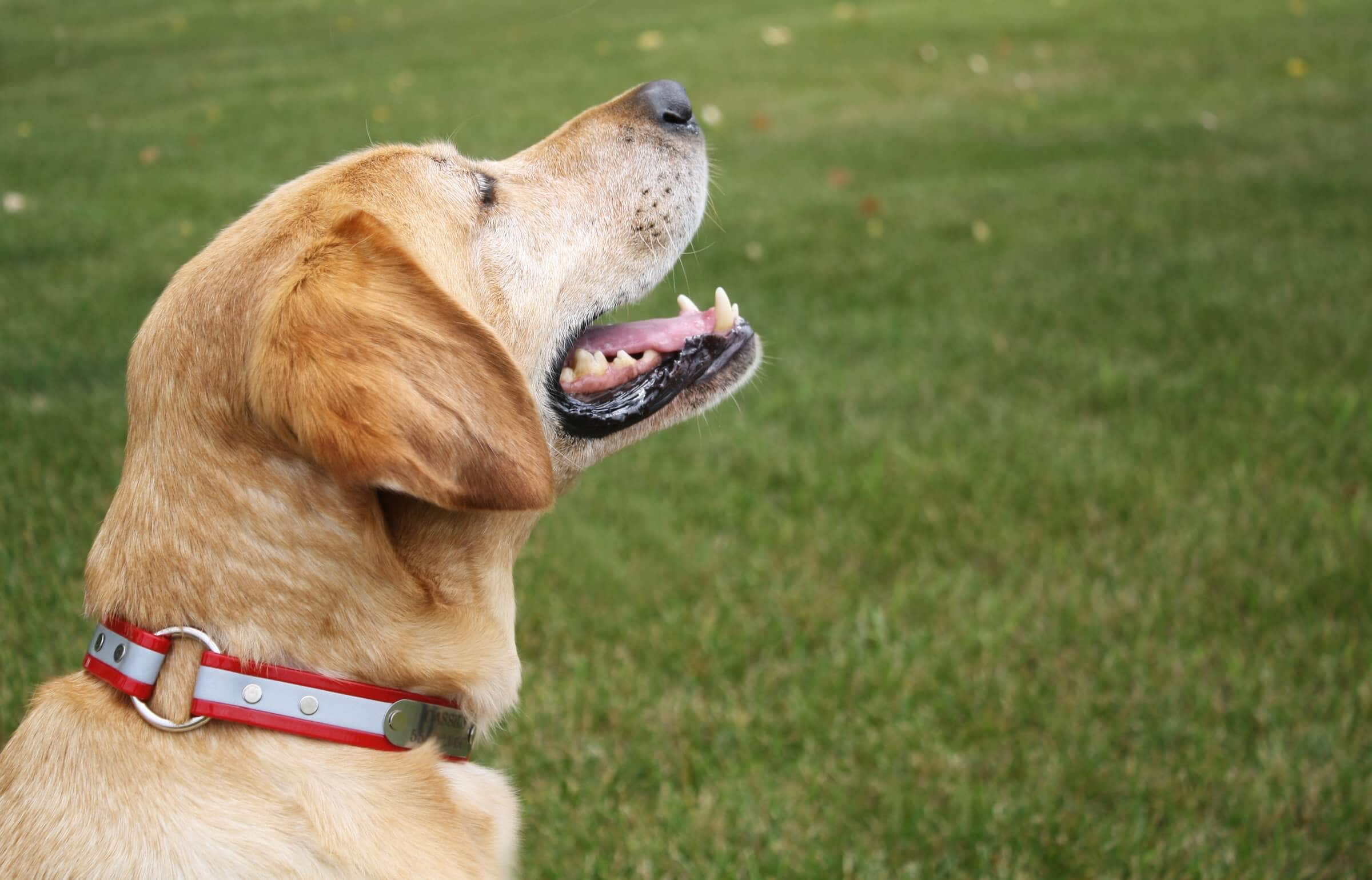 Dog ID Tags - Not just for Dogs