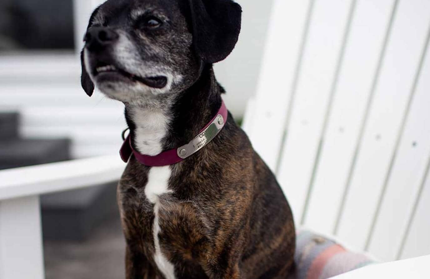 7 Best Small Dog Collars Of 2025, Approved By Vets