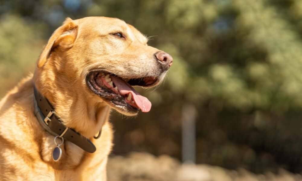 Mistakes To Avoid Caring for Leather Dog Collars