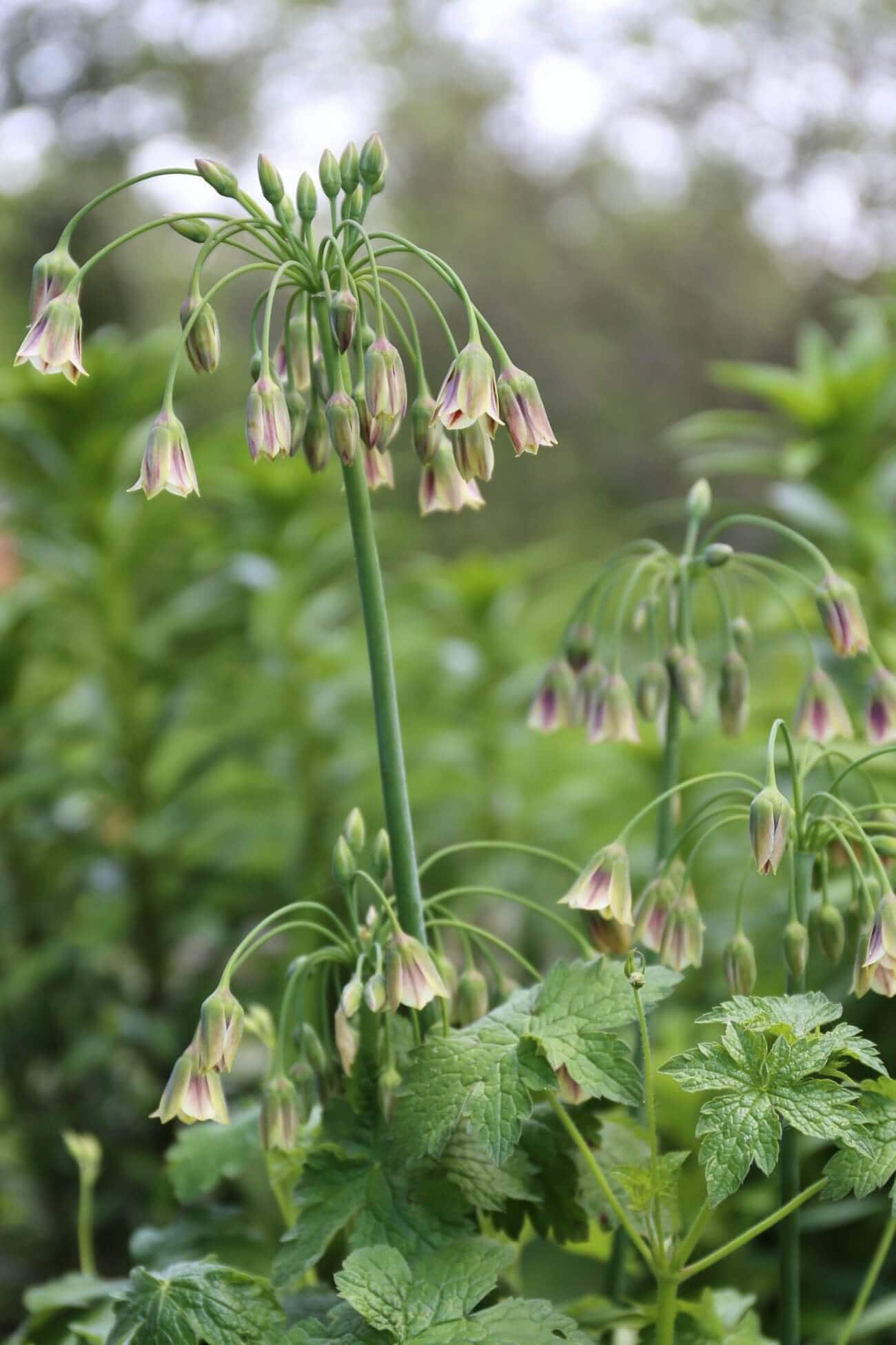 A Wonderful Allium by Any Name Sicilian Honey Garlic - Longfield Gardens