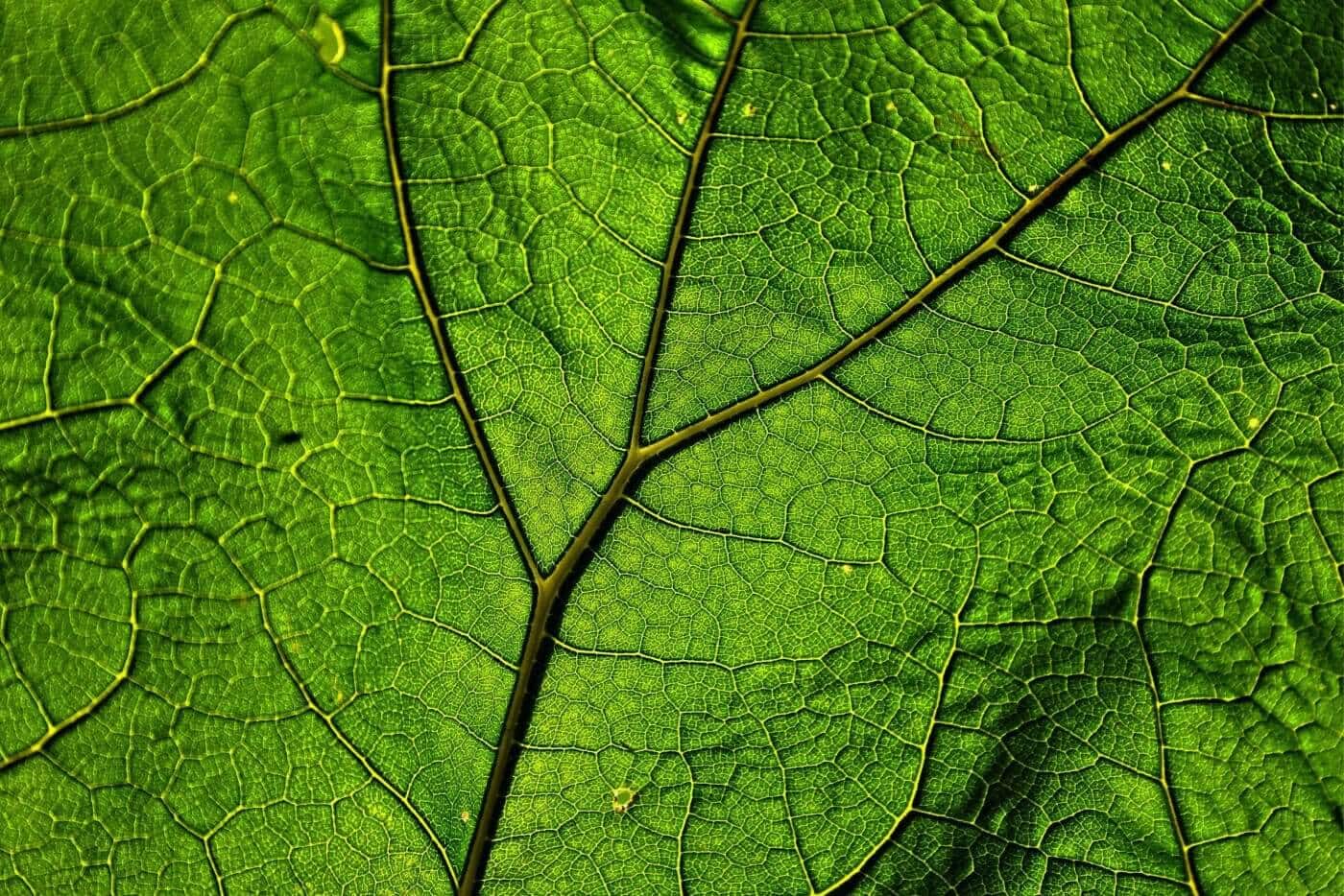 Comparison of MIT 45 and OPMS Kratom Extract