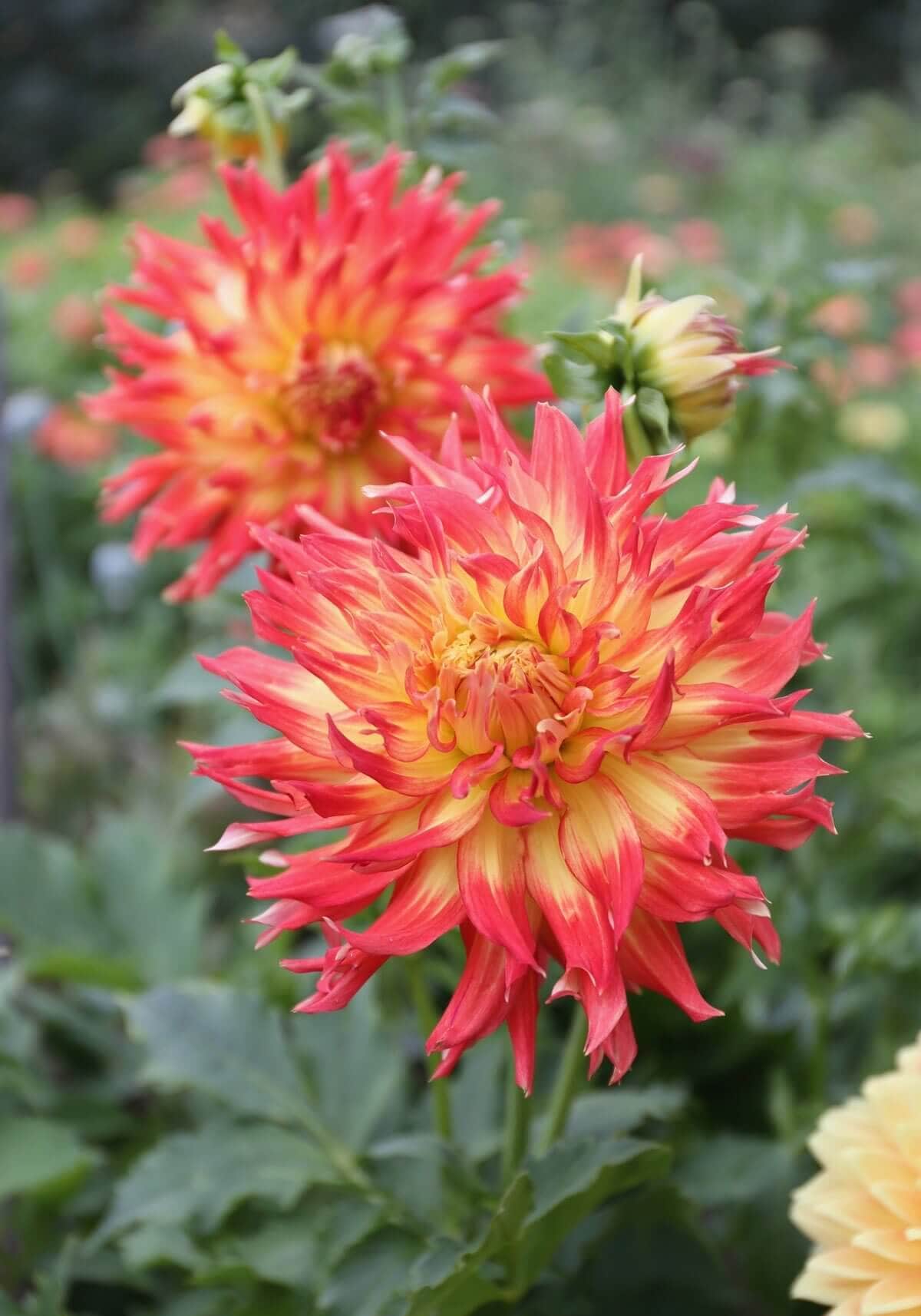 Cutting Garden Dahlias: This Year's Favorites - Longfield Gardens