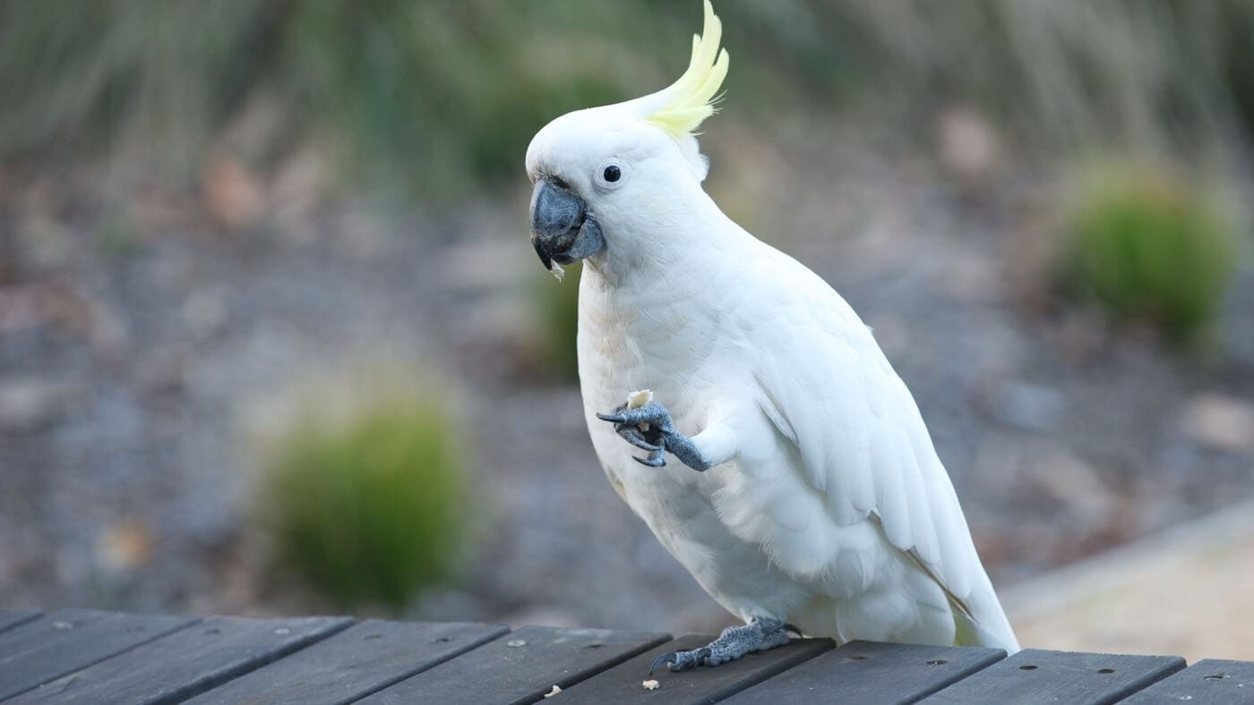 Cockatoo eating nut