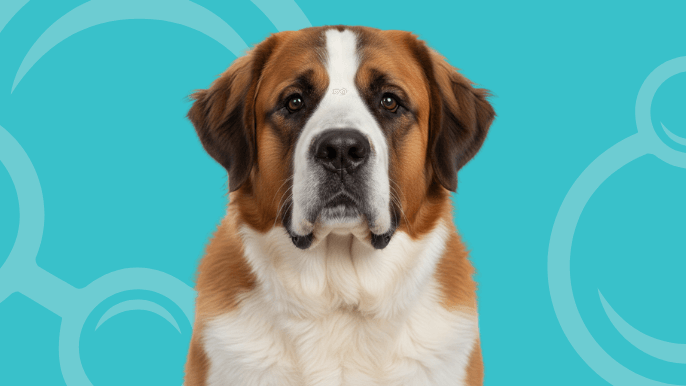 Saint Bernard Temperament