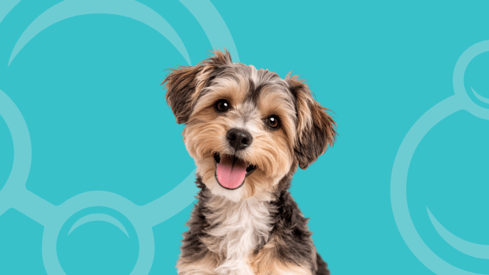 Morkie Temperament