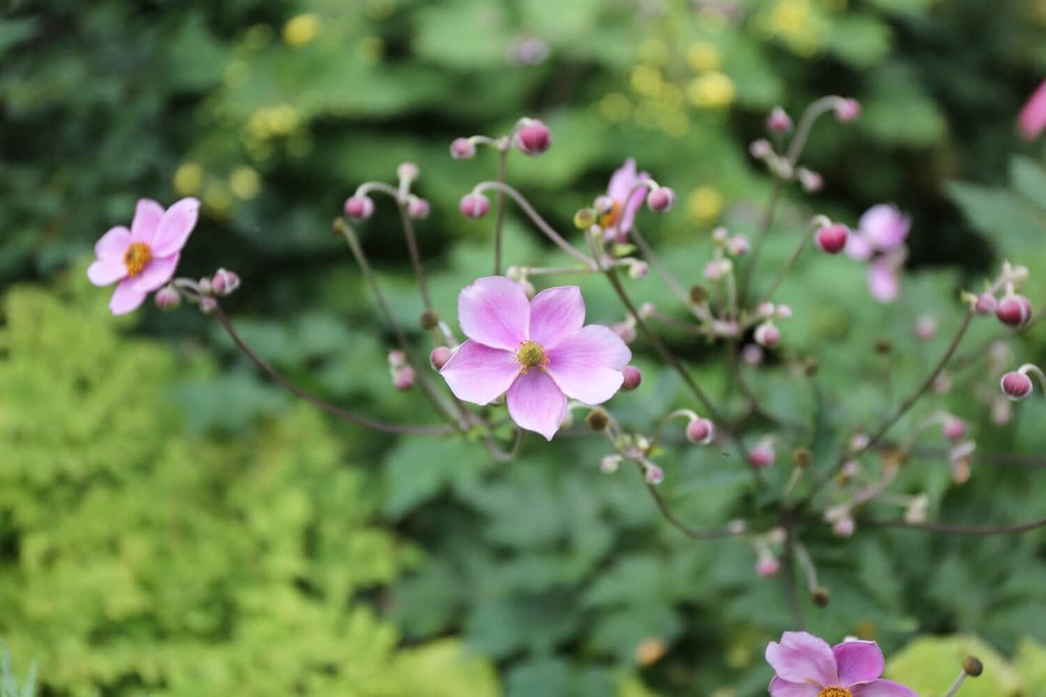 Best Cut Flowers for Shady Gardens - Longfield Gardens