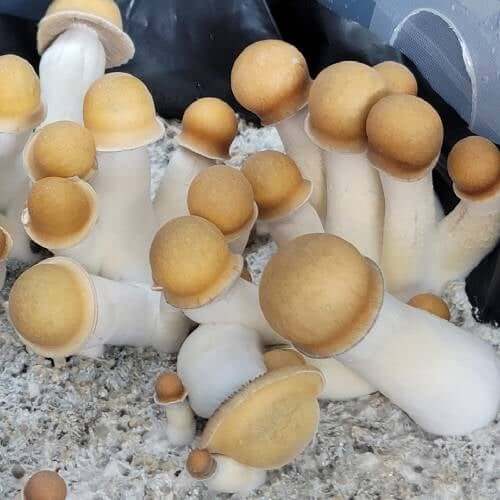 Penis Envy Mushrooms