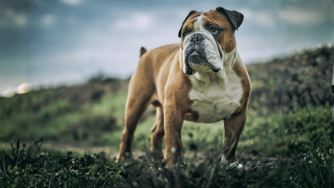 English Bulldog Temperament