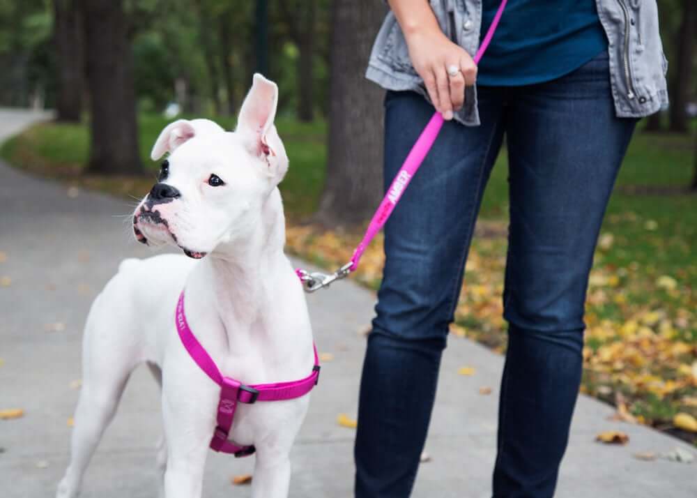 white dog on lead wearing a nylon dog harness
