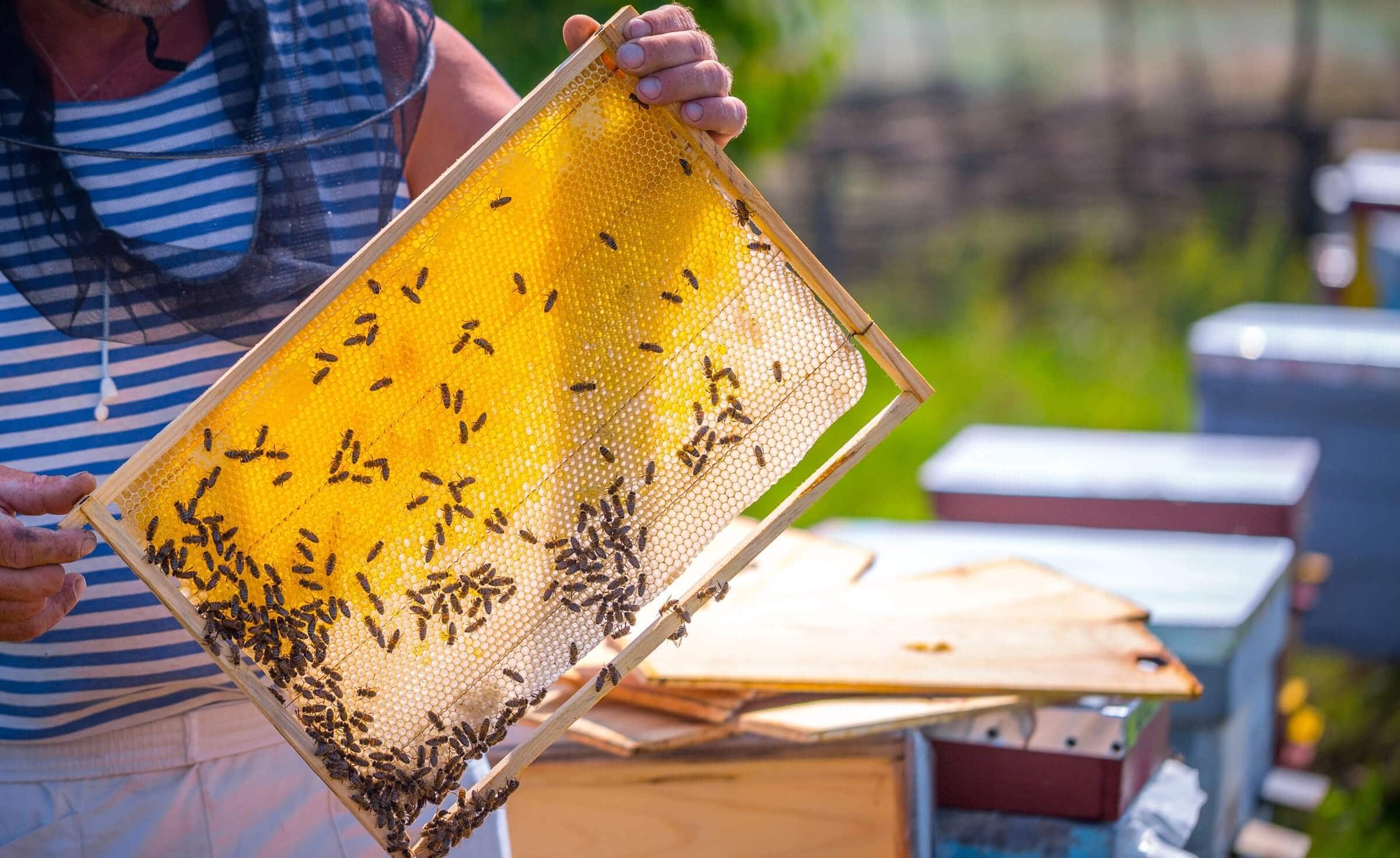 Foundationless Beekeeping: Embracing a Natural Approach to Apiculture